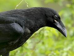 Northern Raven