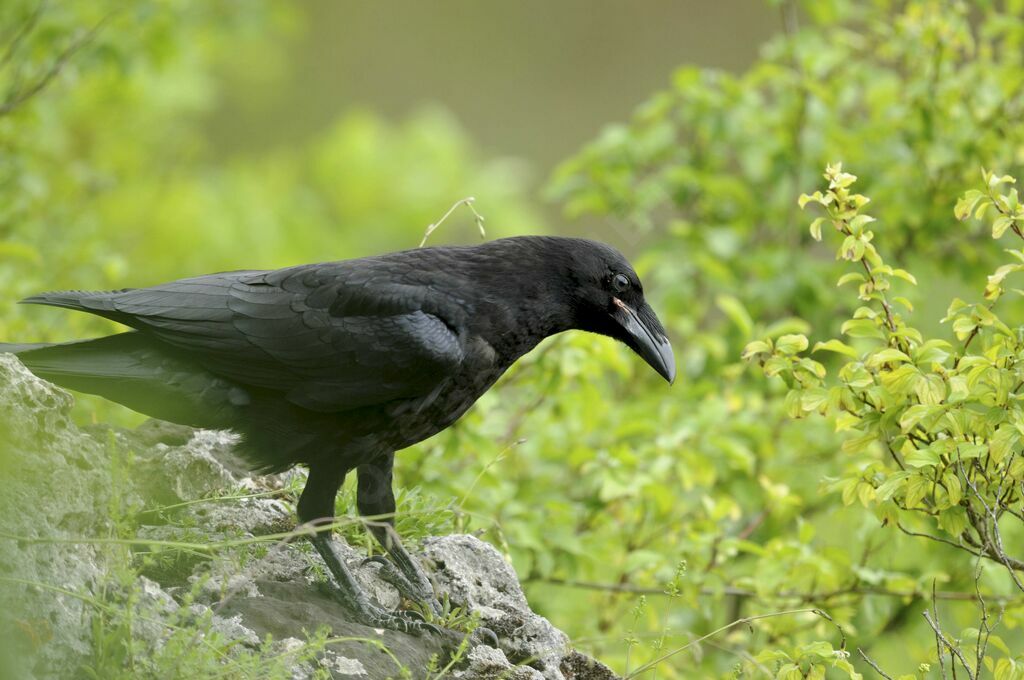 Northern Raven