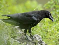 Northern Raven