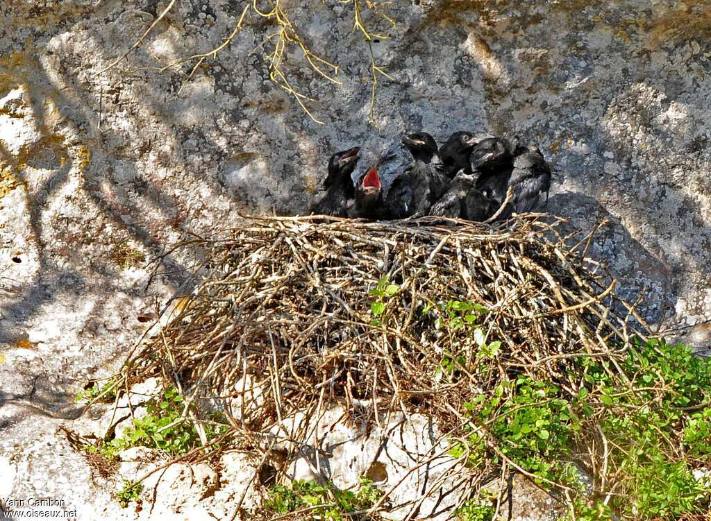 Northern Raven, Reproduction-nesting