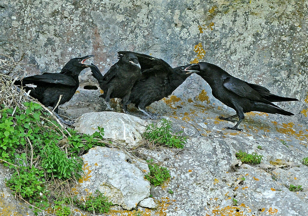 Northern Raven