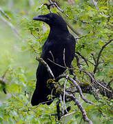 Northern Raven