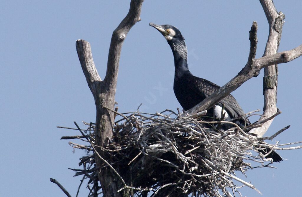 Great Cormorant