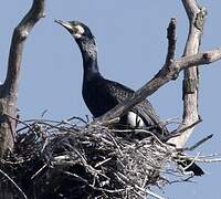 Great Cormorant