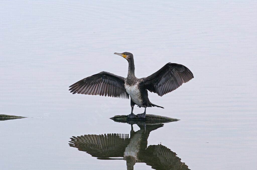 Great Cormorant