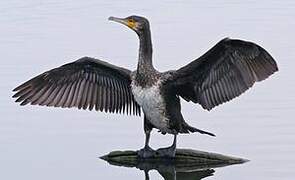 Great Cormorant