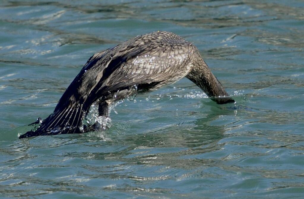 Great Cormorant