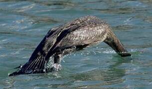 Great Cormorant