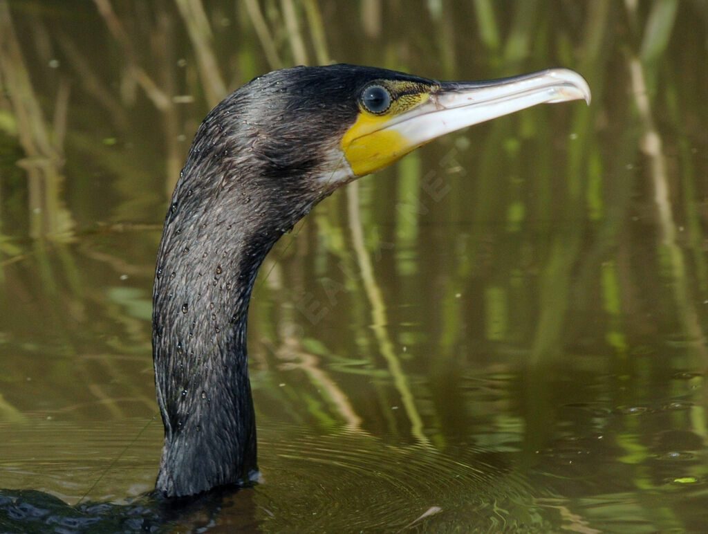 Great Cormorant