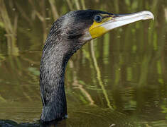 Great Cormorant