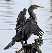 Great Cormorant