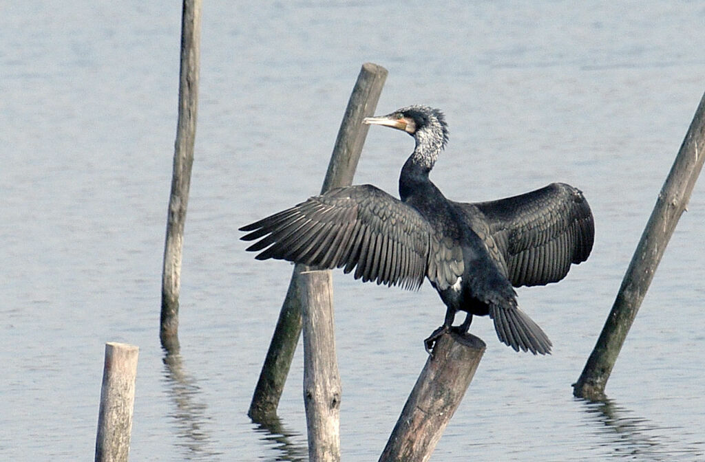 Great Cormorant