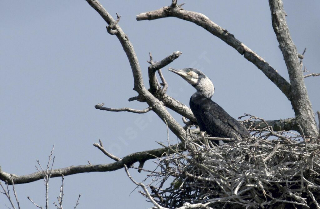 Grand Cormoranadulte