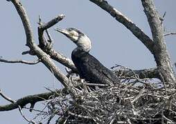 Great Cormorant