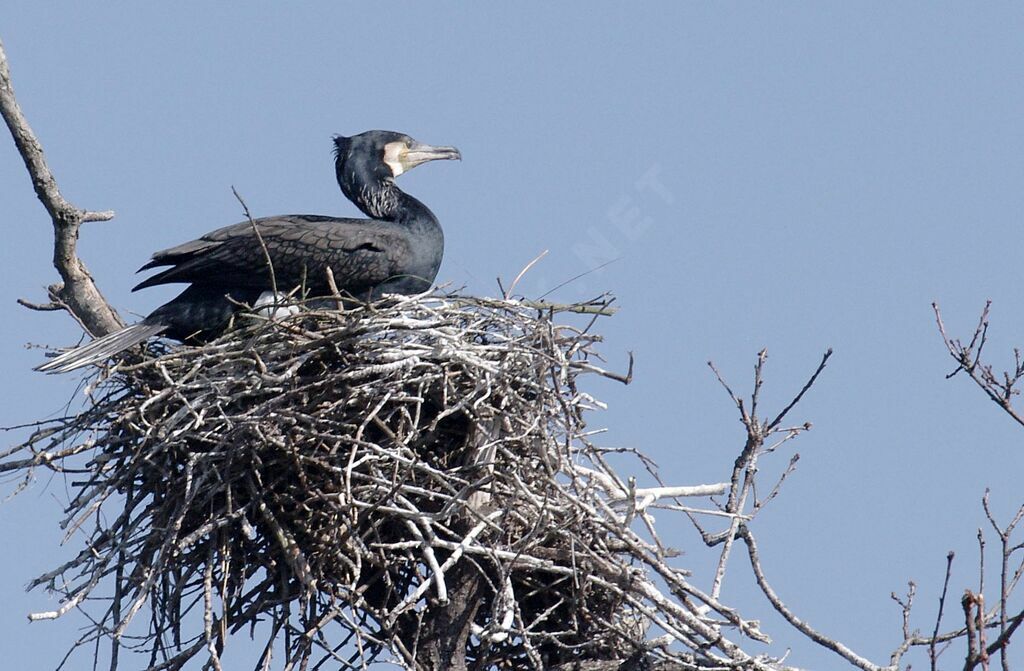 Great Cormorant