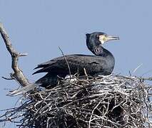 Great Cormorant