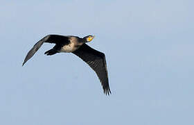 Great Cormorant