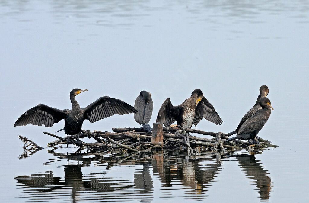 Great Cormorant