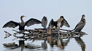 Great Cormorant