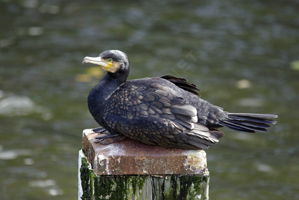 Great Cormorant