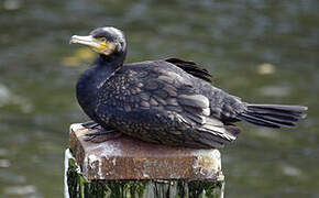 Great Cormorant