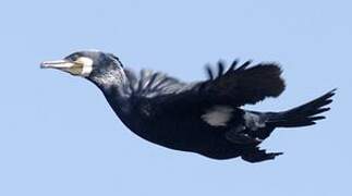 Great Cormorant