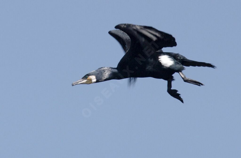 Great Cormorant