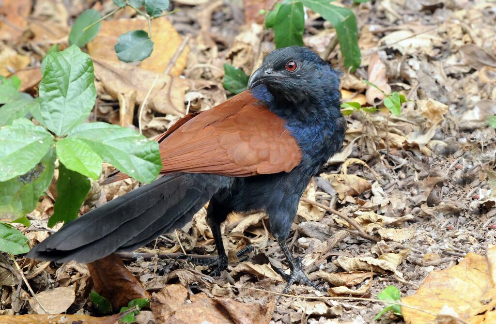 Greater Coucal