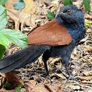 Grand Coucal