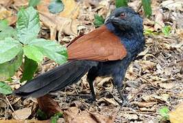 Greater Coucal