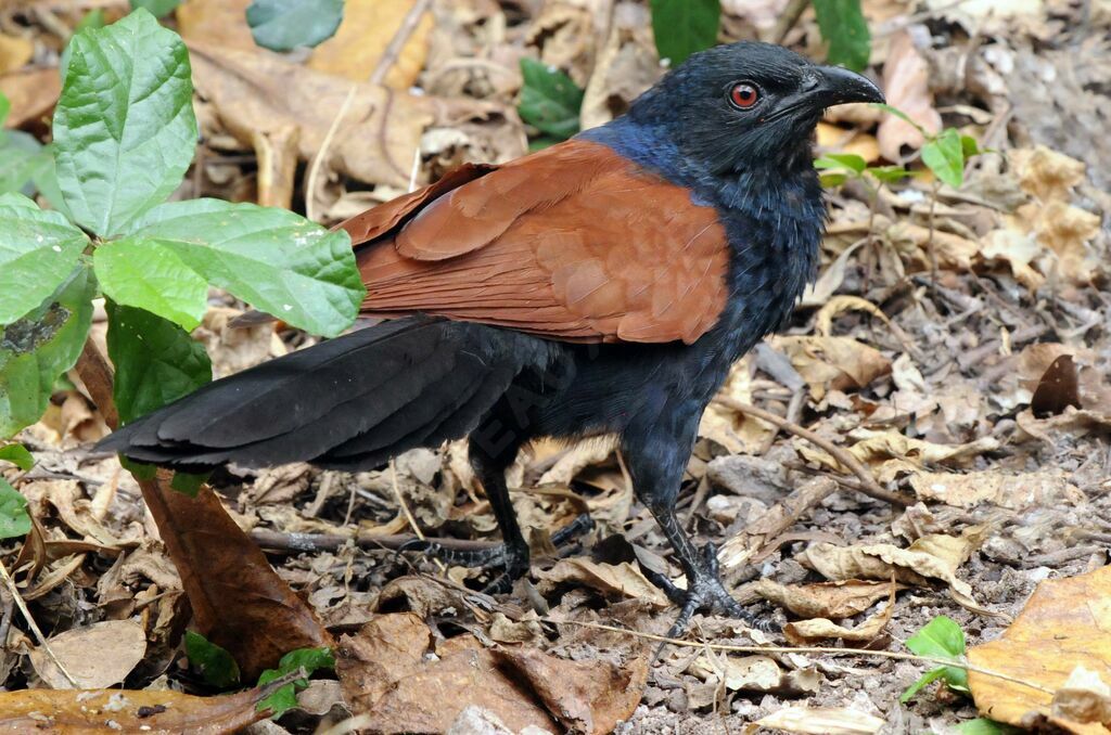 Greater Coucal