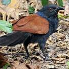Grand Coucal