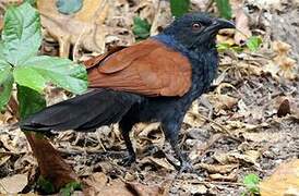 Greater Coucal