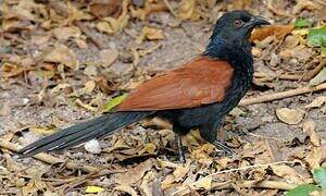 Greater Coucal