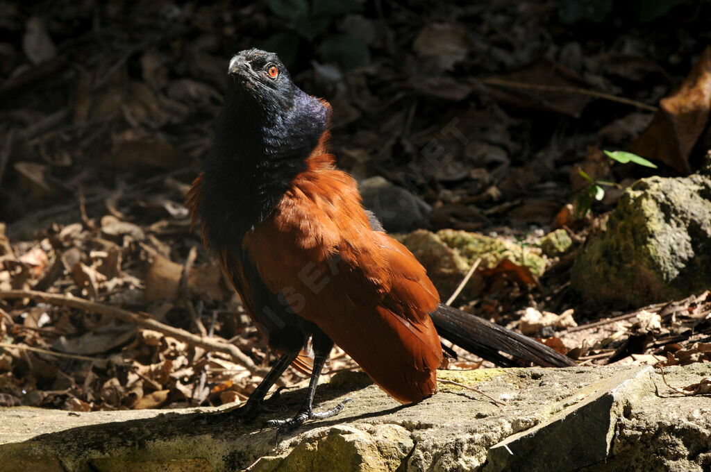 Greater Coucal