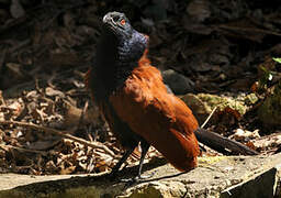 Greater Coucal