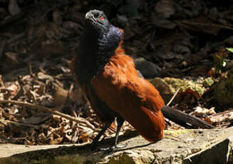 Grand Coucal