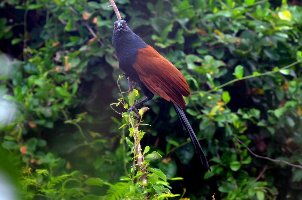 Greater Coucal