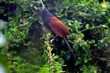 Grand Coucal