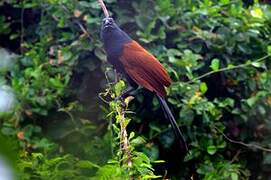 Greater Coucal