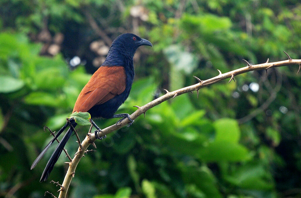 Grand Coucal