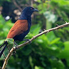Grand Coucal