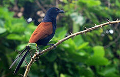 Grand Coucal