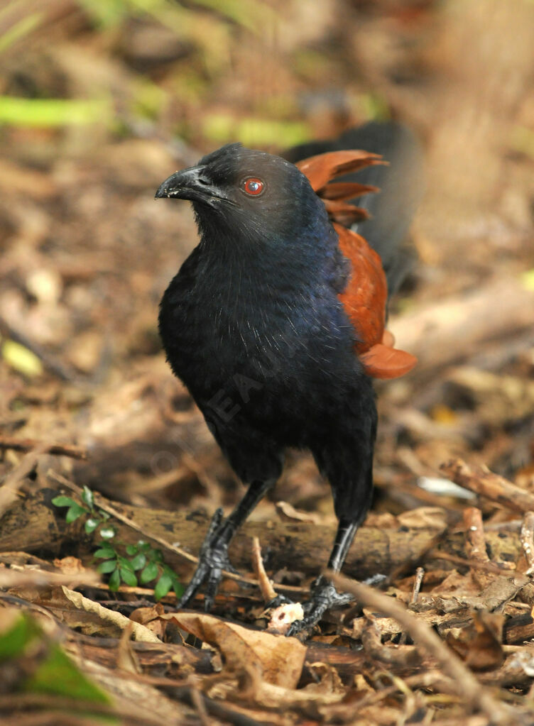 Greater Coucal