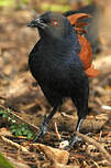 Grand Coucal