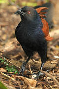 Greater Coucal