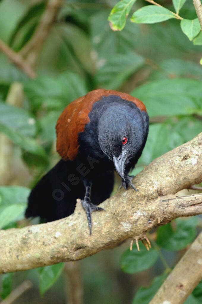 Greater Coucal