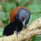 Grand Coucal