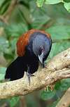 Grand Coucal