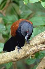 Grand Coucal